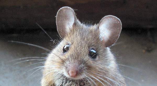 5 hétköznapi tech kifejezés eredete