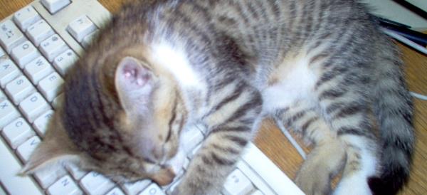 7 dolog, amit egy fejlesztőnek érdemes megtanulnia 2014-ben